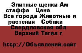 Элитные щенки Ам.стаффа › Цена ­ 25 000 - Все города Животные и растения » Собаки   . Свердловская обл.,Верхний Тагил г.